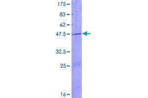 Image no. 1 for Protein Tyrosine Phosphatase, Mitochondrial 1 (PTPMT1) (AA 1-201) protein (GST tag) (ABIN1316814)