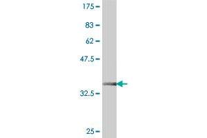 Western Blot detection against Immunogen (37.