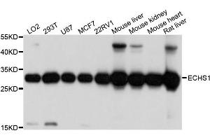 Western blot analysis of extracts of various cells, using ECHS1 antibody. (ECHS1 anticorps)