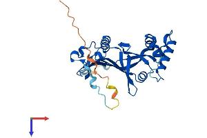 AlphaFold protein structure predicition of Mouse Recombinant Pnpo Protein, UniprotID Q91XF0