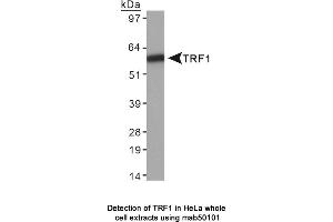 Image no. 1 for anti-Telomeric Repeat Binding Factor (NIMA-Interacting) 1 (TERF1) antibody (ABIN363255)