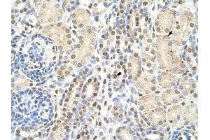 TMED4 antibody was used for immunohistochemistry at a concentration of 4-8 ug/ml to stain Epithelial cells of renal tubule (arrows) in Human Kidney. (TMED4 anticorps  (N-Term))
