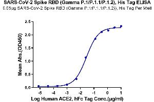 Immobilized SARS-CoV-2 Spike RBD (Gamma P.