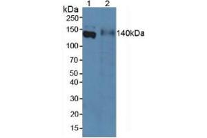 Western blot analysis of (1) Rat Serum and (2) Rat Intestine Tissue. (Emilin1 anticorps  (AA 684-899))