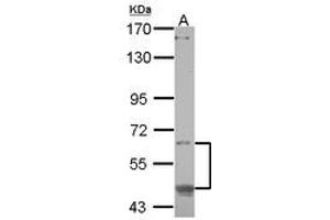 Image no. 1 for anti-CAMP Responsive Element Binding Protein 3-Like 1 (CREB3L1) (AA 1-294) antibody (ABIN1497630) (CREB3L1 anticorps  (AA 1-294))