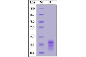 Human HBEGF, His Tag on  under reducing (R) condition. (HBEGF Protein (AA 63-148) (His tag))