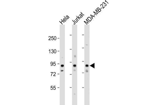 MYSM1 anticorps  (N-Term)