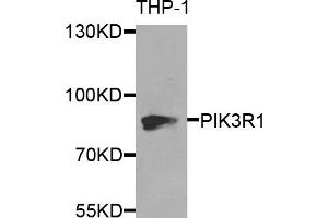 Western blot analysis of extracts of THP-1 cells, using PIK3R1 antibody. (PIK3R1 anticorps)
