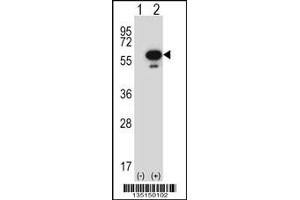 Western blot analysis of Stk25 using rabbit polyclonal Mouse Stk25 Antibody using 293 cell lysates (2 ug/lane) either nontransfected (Lane 1) or transiently transfected (Lane 2) with the Stk25 gene.