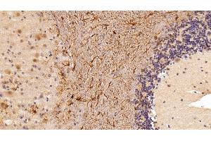 Detection of GFAP in Mouse Cerebellum Tissue using Polyclonal Antibody to Glial Fibrillary Acidic Protein (GFAP)