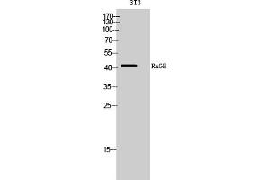 Western Blotting (WB) image for anti-Advanced Glycosylation End Product-Specific Receptor (AGER) antibody (ABIN5958931) (RAGE anticorps)