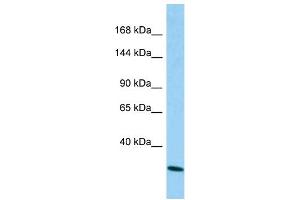 Host: Rabbit Target Name: CAPRIN2 Sample Type: A549 Whole Cell lysates Antibody Dilution: 1. (CAPRIN2 anticorps  (N-Term))