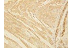 Image no. 1 for anti-Actin (AA 367-377) antibody (ABIN1493440)