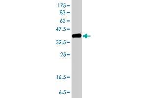 Western Blot detection against Immunogen (37. (TRIM21 anticorps  (AA 68-175))