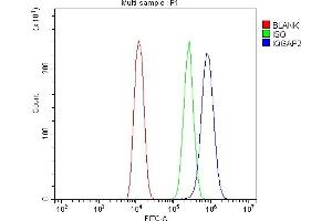 Flow Cytometry analysis of U20S cells using anti-IQGAP2 antibody (ABIN5692877). (IQGAP2 anticorps  (AA 1329-1544))