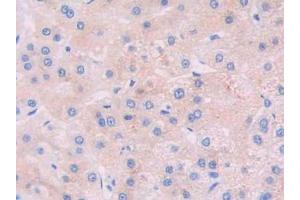 Figure. (JAK2 anticorps  (AA 508-800))