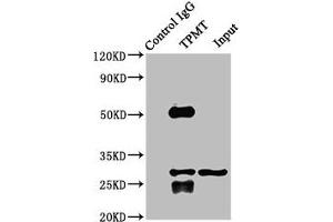 Immunoprecipitating TPMT in K562 whole cell lysate Lane 1: Rabbit control IgG instead of ABIN7171992 in K562 whole cell lysate. (TPMT anticorps  (AA 4-244))
