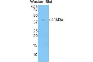 Western Blotting (WB) image for anti-Histone Cluster 1, H2ab (HIST1H2AB) (AA 2-130) antibody (ABIN1859157)