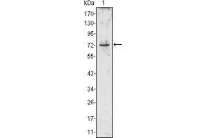Western blot analysis using PRTN3 antibody against PRTN3 (aa28-256) -hIgGFc transfected HEK293 cell lysate (1). (PRTN3 anticorps)