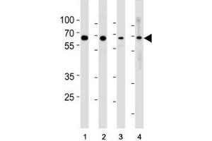 p65 antibody western blot analysis in (1) HeLa, (2) MCF-7, (3) Raji and (4) Ramos lysate. (NF-kB p65 anticorps  (AA 10-37))
