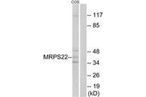 Western Blotting (WB) image for anti-Mitochondrial Ribosomal Protein S22 (MRPS22) (AA 231-280) antibody (ABIN2890408) (MRPS22 anticorps  (AA 231-280))