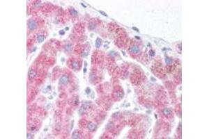 Staining of DERL1 on human liver using DERL1 polyclonal antibody .