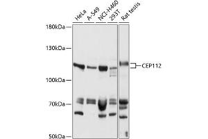 Western blot analysis of extracts of various cell lines, using CEP112 antibody (ABIN7266437) at 1:1000 dilution.