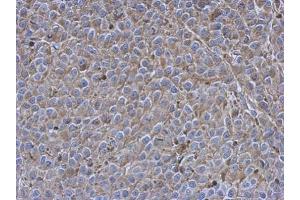IHC-P Image Immunohistochemical analysis of paraffin-embedded Hela xenograft, using Siglec 7, antibody at 1:500 dilution.