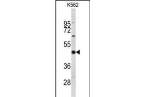 Western blot analysis of EIF4A2 Antibody (C-term) (ABIN653137 and ABIN2842713) in K562 cell line lysates (35 μg/lane). (EIF4A2 anticorps  (C-Term))