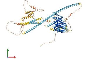 AlphaFold protein structure predicition of Mouse Recombinant Kifc2 Protein, UniprotID O08672