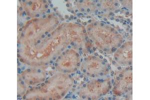 IHC-P analysis of kidney tissue, with DAB staining. (OPA3 anticorps  (AA 1-200))