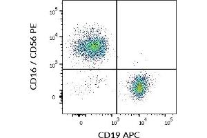 Flow cytometry multicolor surface staining of human CD3 negative lymphocytes using anti-human CD19 (LT19) APC and anti-human CD16 / CD56 (3G8 / LT56) PE antibodies. (CD19 anticorps  (APC))