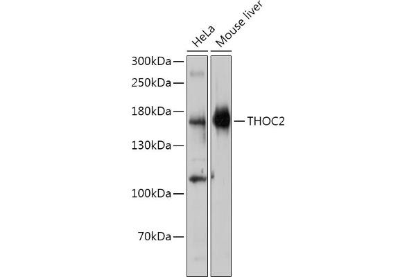 THO Complex 2 anticorps