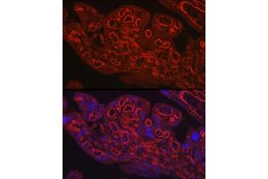 Immunofluorescence analysis of human placenta using CD31/PEC Rabbit pAb (ABIN3022923, ABIN3022924, ABIN3022925 and ABIN6219299) at dilution of 1:250 (40x lens).