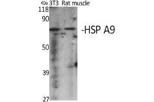 Western Blot analysis of various cells using HSP A9 Polyclonal Antibody diluted at 1:2000.