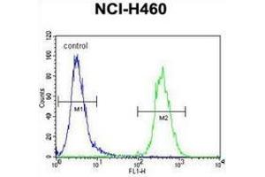 Flow cytometric analysis of NCI-H460 cells (right histogram) compared to a negative control cell (left histogram) using SRD5A2L2  Antibody (C-term), followed by FITC-conjugated goat-anti-rabbit secondary antibodies. (SRD5A2L2 anticorps  (C-Term))