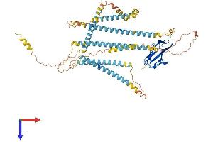 AlphaFold protein structure predicition of Mouse Recombinant Nexn Protein, UniprotID Q7TPW1