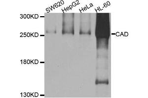 Western blot analysis of extracts of various cell lines, using CAD antibody. (CAD anticorps)