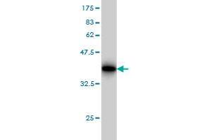 Western Blot detection against Immunogen (32.