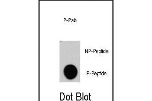 Dot blot analysis of anti-RAF1-p Phospho-specific Pab (R) on nitrocellulose membrane. (RAF1 anticorps  (pTyr340))