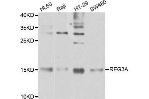 Western blot analysis of extracts of various cell lines, using REG3A antibody. (REG3A anticorps)