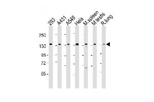 Western Blot at 1:2000 dilution Lane 1: 293 whole cell lysate Lane 2: A431 whole cell lysate Lane 3: A549 whole cell lysate Lane 4: Hela whole cell lysate Lane 5: mouse spleen lysate Lane 6: mouse testis lysate Lane 7: rat lung lysate Lysates/proteins at 20 ug per lane. (SF3B2 anticorps  (AA 539-568))