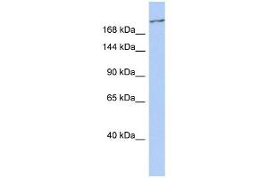CACNA1G antibody used at 1 ug/ml to detect target protein.
