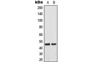 Western blot analysis of MKK1 (pT292) expression in A431 EGF-treated (A), HeLa EGF-treated (B) whole cell lysates. (MEK1 anticorps  (pSer292))