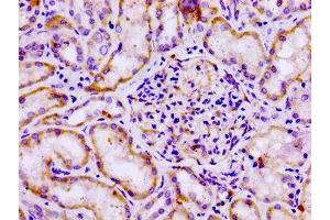 IHC image of ABIN7153319 diluted at 1:100 and staining in paraffin-embedded human kidney tissue performed on a Leica BondTM system.