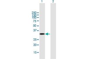Western Blot analysis of UCP2 expression in transfected 293T cell line by UCP2 MaxPab polyclonal antibody.