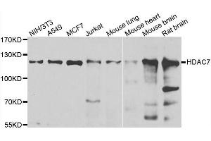 Western blot analysis of extracts of various cell lines, using HDAC7 antibody. (HDAC7 anticorps  (AA 400-500))