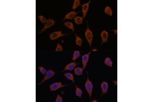 Immunofluorescence analysis of L929 cells using SEC23IP antibody (ABIN7270170) at dilution of 1:100.