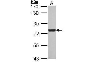 WB Image Sample (30 ug of whole cell lysate) A: H1299 7.