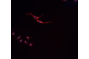 ABIN6279798 staining HepG2?